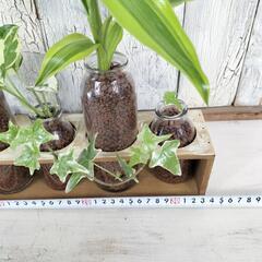 ハイドロボール ボトルプランツ　観葉植物の画像