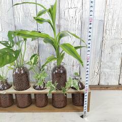 ハイドロボール ボトルプランツ　観葉植物の画像