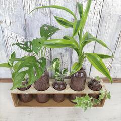 ハイドロボール ボトルプランツ　観葉植物の画像