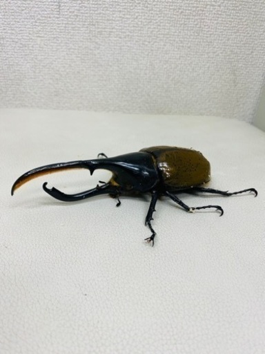 ?2023年7月上中旬羽化 ヘラクレス オオカブト オス単