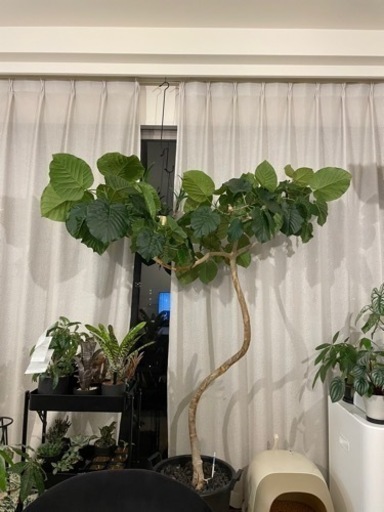 観葉植物 ウンベラータ 元気いっぱい 曲がり パラソル・Y字型
