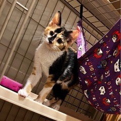 女の子らしい🌷三毛猫のあやめちゃん🌷