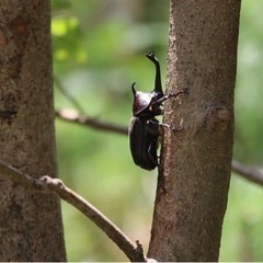 カブトムシ