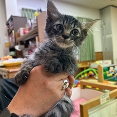 キジネコ子猫里親決定