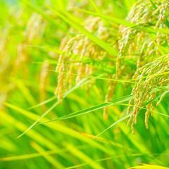 🌾1袋のみ🌾R４産コシヒカリ５Kg(無洗米)