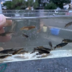 五式　黒炎　選外画像すべて　　めだかの画像