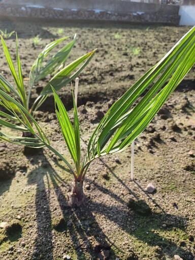 ココスヤシ：地植え【決定】