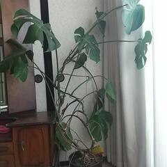 モンステラ 観葉植物