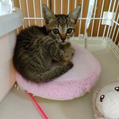 【トライアル決定】仔猫里親募集