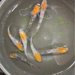 三色ラメ種親候補　オス2 メス5  現物
