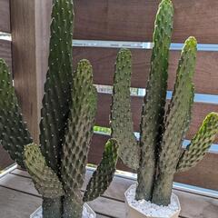 ペア♥うちわサボテン🌵51cmと50cmの２点セット