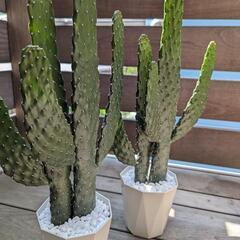 ペア♥うちわサボテン🌵51cmと50cmの２点セットの画像