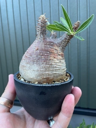 【SOUL'd OUT】☆発根済★パキポディウム ・グラキリス