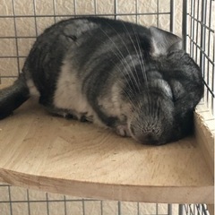 引っ越し手伝いお願いします。