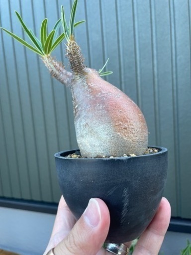 発根済★パキポディウム ・グラキリス