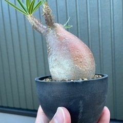 発根済☆パキポディウム ・グラキリス