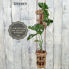 マドカズラ ホヤコンパクタ　観葉植物   