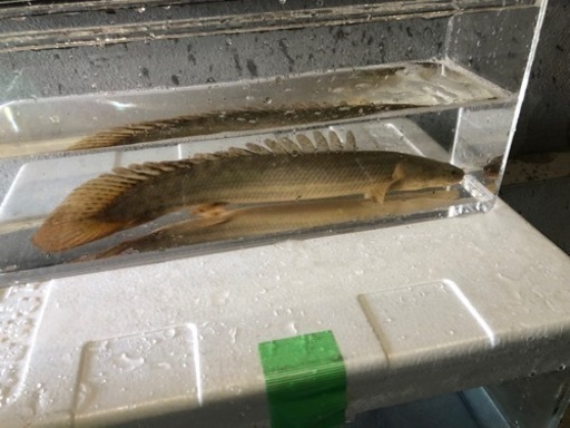 カミハタビキールビキール　約４０センチ前後