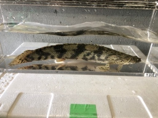 ポリプテルス　カミハタエンドリケリー 約40センチ前後
