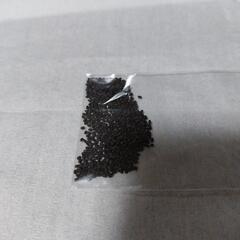 スイートバジルの種