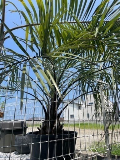 ココスヤシ　シルバーリーフ　大型株