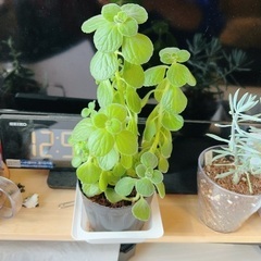 アロマティカス 土植え(全部)の画像