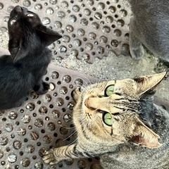 甘えん坊のキジトラ