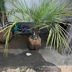 本日限定🌴ココスヤシ🌴約1メートル幅1.5発🌴根巻き済み🌴