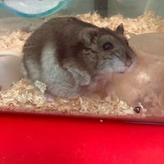 ハムスター　大切に飼ってくださる方