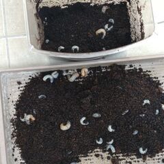 カブトムシ幼虫　３匹100円