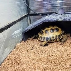 水亀　リクガメ　シェルター　（ビバリア　バスキングシェルターM)の画像