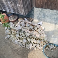 多肉植物です。取りに来られるかたお分けします。