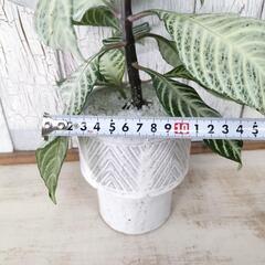 アフェランドラ シルバークラウド　観葉植物   の画像