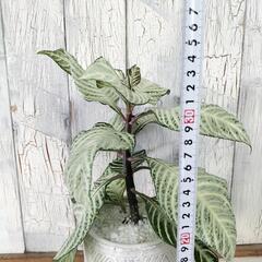 アフェランドラ シルバークラウド　観葉植物   の画像