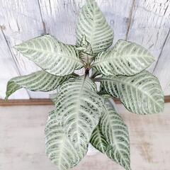 アフェランドラ シルバークラウド　観葉植物   の画像