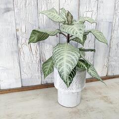 アフェランドラ シルバークラウド　観葉植物   の画像