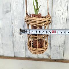 マドカズラ ホヤコンパクタ　観葉植物   の画像