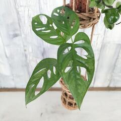 マドカズラ ホヤコンパクタ　観葉植物   の画像