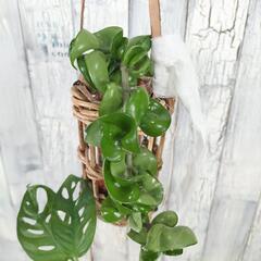 マドカズラ ホヤコンパクタ　観葉植物   の画像