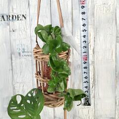 マドカズラ ホヤコンパクタ　観葉植物   の画像