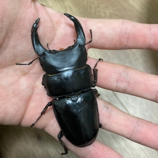 国産オオクワガタ　ペア　能勢YG 81㎜　53㎜　使用済み