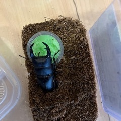 脳勢YG血統　オオクワガタペア！！早い者勝ち！！