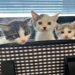 生後約1ヶ月の子猫3匹🐱