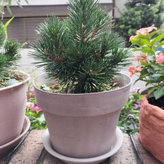 植木鉢　松（受付ストップ）