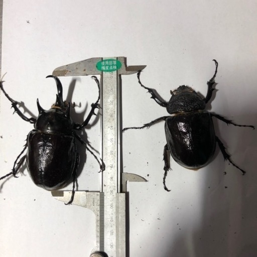 マルスゾウカブト