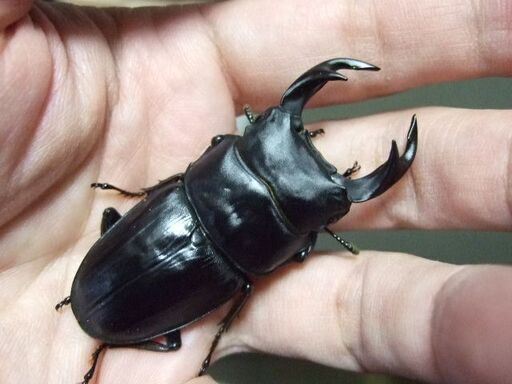 兵庫県産オオクワガタ F5 ♂61.5ミリ ♀41.5ミリ ペア