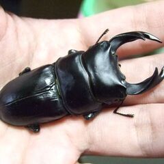 三重県産オオクワガタ F2 ♂68.5ミリ ♀45ミリ ペアの画像