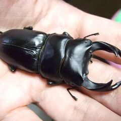 三重県産オオクワガタ F2 ♂68.5ミリ ♀45ミリ ペアの画像