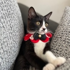 3か月くらいの可愛い男の子🐈‍⬛
