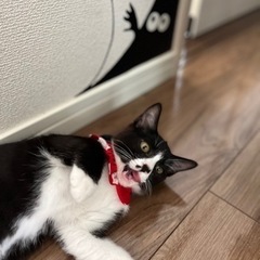 3か月くらいの可愛い男の子🐈‍⬛ - 宇都宮市